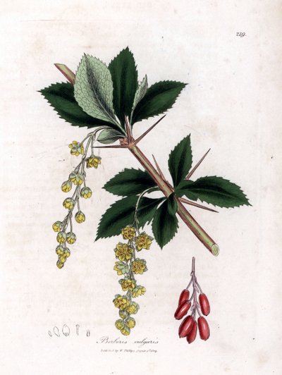 Crespino comune - Berberis vulgaris. Incisione a mano colorata da un