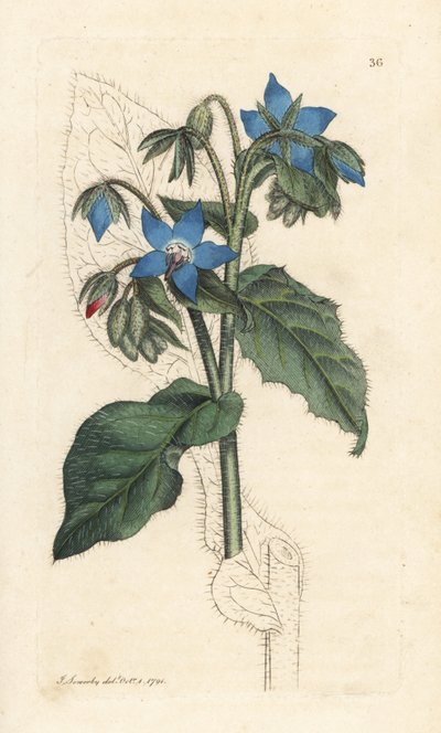Borragine comune, Borago officinalis Incisione a mano colorata da un