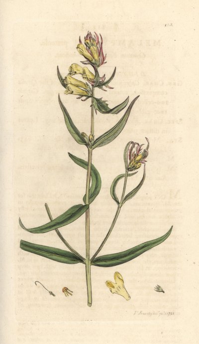 Melampyrum pratense (Melampyre des pres, Wood millet, Cochelet, Yellow savory). Incisione a mano colorata su rame da un