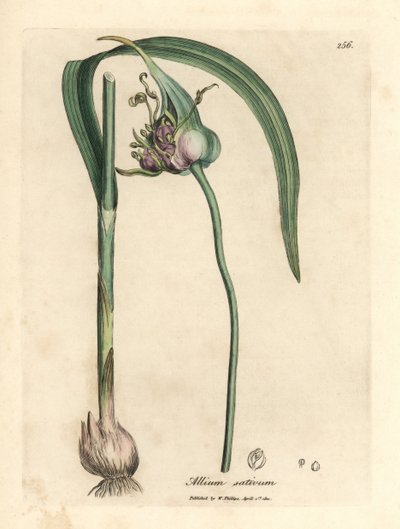 Aglio comune coltivato, Allium sativum da James Sowerby