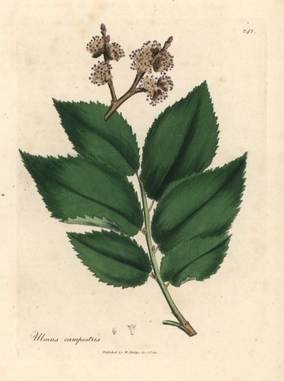 Olmo comune, Ulmus campestris da James Sowerby