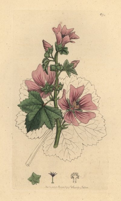 Malva comune, Malva sylvestris da James Sowerby
