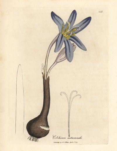 Zafferano comune, Colchicum autumnale da James Sowerby