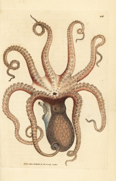 Polpo comune, Octopus vulgaris da James Sowerby