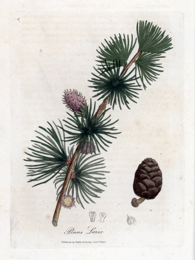 Larice europeo, Larix decidua da James Sowerby