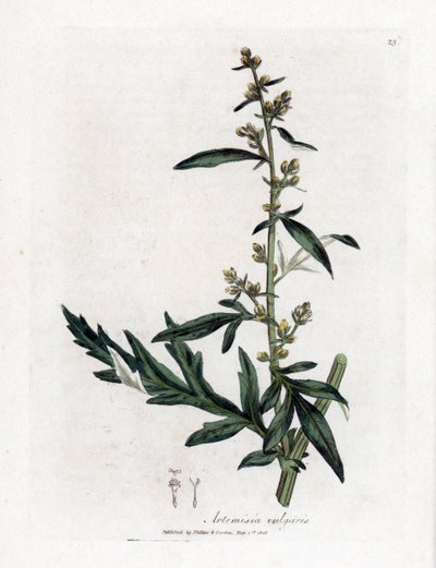Artemisia comune, Artemisia vulgaris. Incisione a mano colorata da un