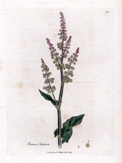 Acetosa comune, Rumex acetosa. Incisione a mano colorata da un