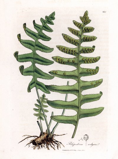 Polipodio comune, Polypodium vulgare da James Sowerby