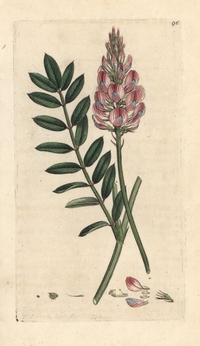 Sulla comune, Onobrychis viciifolia da James Sowerby