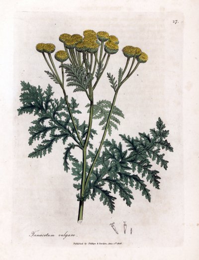 Tanaceto comune - Tanacetum vulgare. Incisione a mano colorata su rame da un