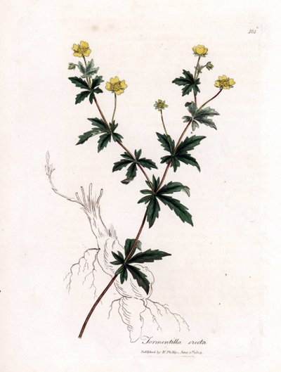 Tormentilla comune, Potentilla erecta. Incisione a mano colorata su rame da un