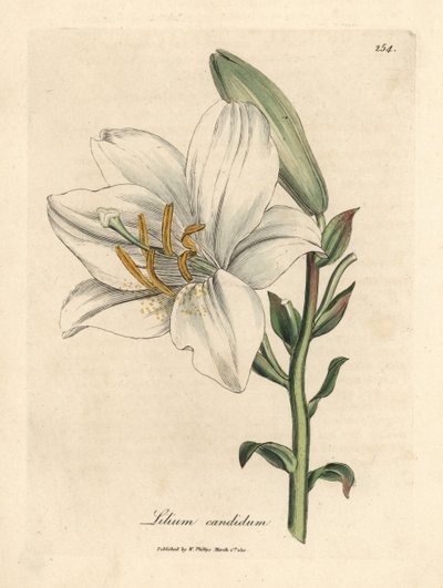 Giglio bianco comune, Lilium candidum da James Sowerby