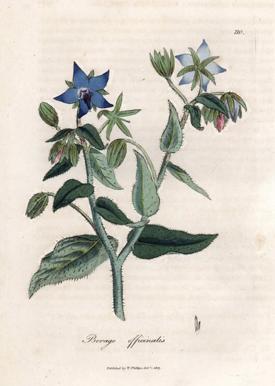 Borragine compendiale da James Sowerby
