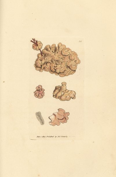 Specie di corallina, Corallina auriculariaeformis da James Sowerby