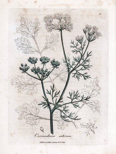 Coriandolo, Coriandrum sativum da James Sowerby