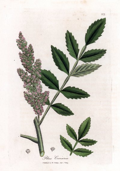 Sommacco dei conciatori, Rhus coriaria. Incisione a mano colorata da un