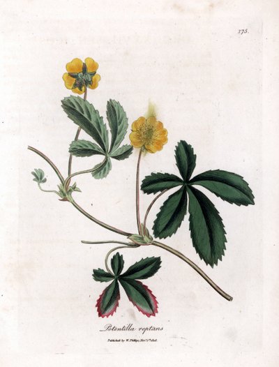 Potentilla reptans. Incisione a mano colorata su rame da un
