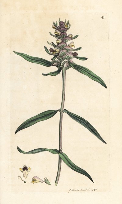 Melampiro crestato, Melampyrum cristatum. Incisione a mano colorata da un