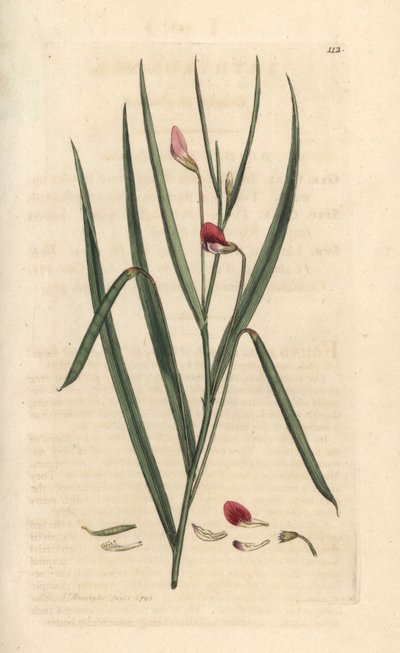 Veccia rossa, Lathyrus nissolia. Incisione a mano colorata su rame da un
