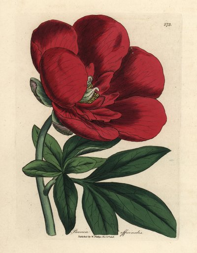 Peonia cremisi, Paeonia officinalis da James Sowerby