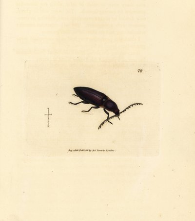 Scarabeo Ctenicera cuprea. Incisione a mano colorata a rame di James Sowerby da The British Miscellany, o Figure colorate di soggetti animali nuovi, rari o poco conosciuti da James Sowerby