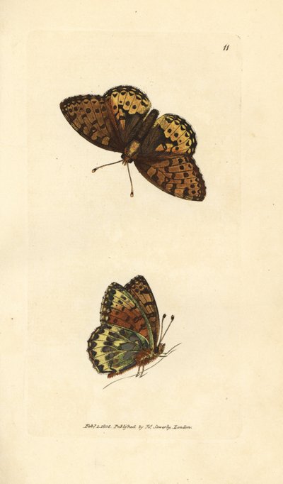 Fritillaria verde scuro Argynnis aglaia da James Sowerby