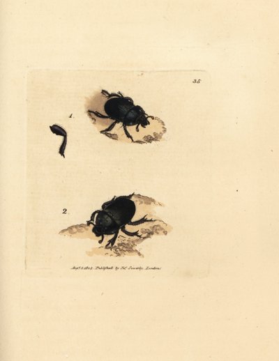 Scarabeo stercorario, Geotrupes puncticollis da James Sowerby