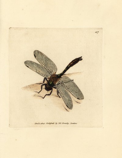 Libellula smeraldo vellutata, Cordulia aenea da James Sowerby