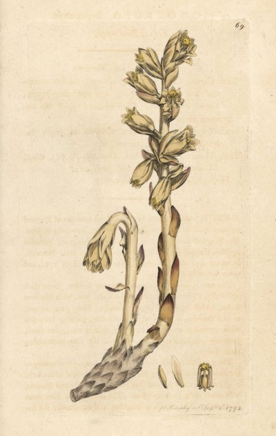 Monotropa hypopitys da James Sowerby