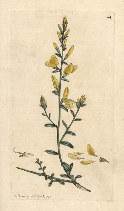 Ginestra dei tintori, Genista tinctoria Incisione a mano colorata da un