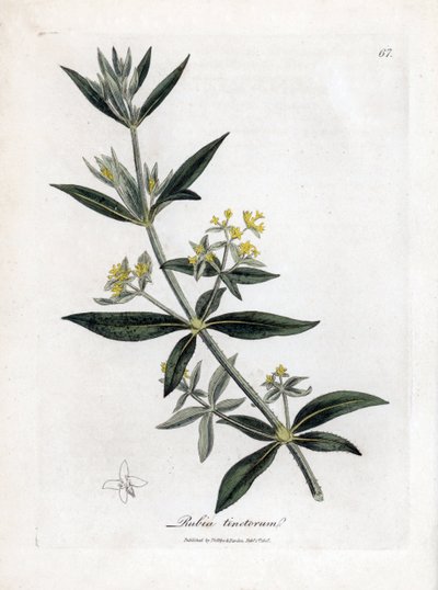 Rubia tinctorum. Incisione a mano colorata su rame da un