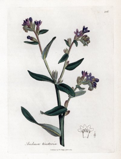 Bugloss tintoria, Anchusa tinctoria da James Sowerby