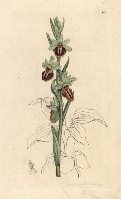 Orchidea ragno precoce, Ophrys sphegodes. Incisione a mano colorata da un