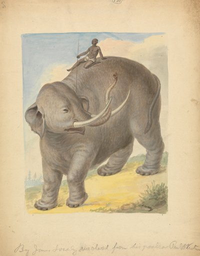 Elefante con cavaliere da James Sowerby