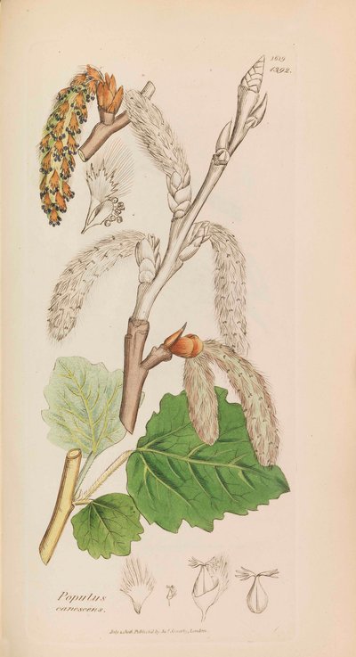 Botanica Inglese da James Sowerby