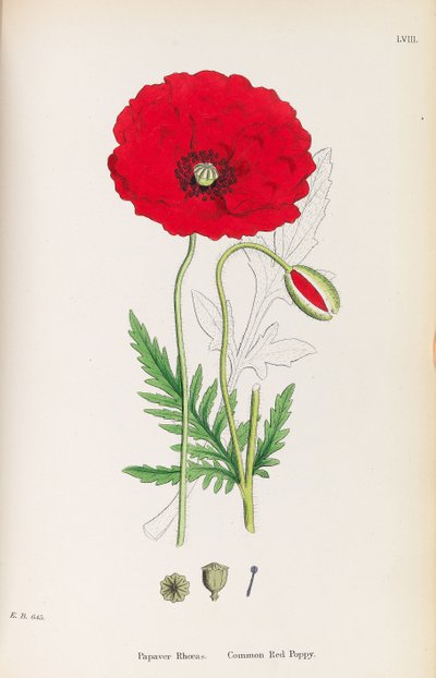 Botanica inglese, 1790-1800 da James Sowerby