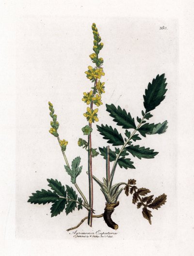 Agrimonia, Agrimonia eupatoria. Incisione a mano colorata da un