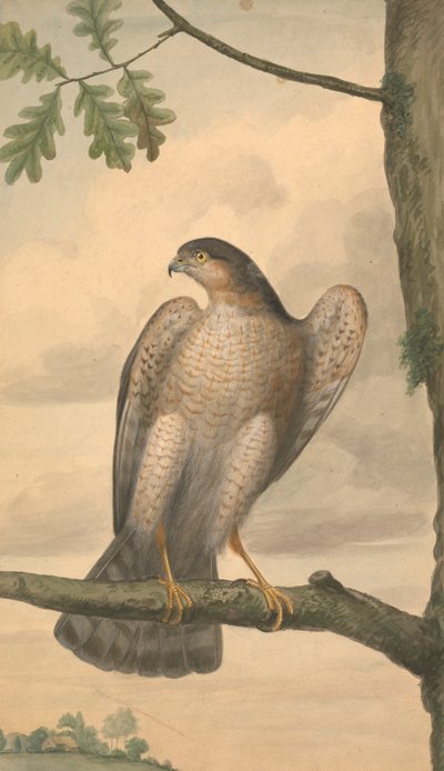 Sparviero eurasiatico da James Sowerby