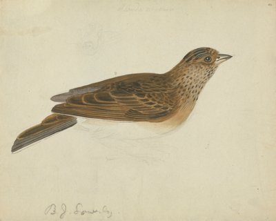 Allodola eurasiatica da James Sowerby