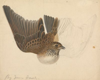Allodola eurasiatica da James Sowerby
