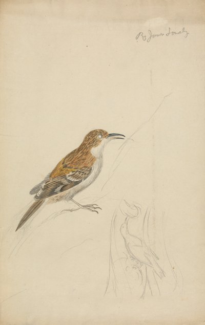 Rampichino eurasiatico da James Sowerby
