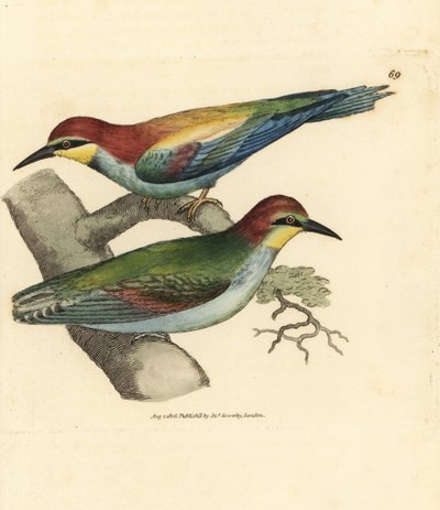 Gruccione europeo, Merops apiaster da James Sowerby