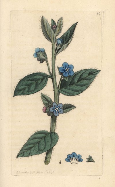 Buglossa sempreverde, Pentaglottis sempervirens da James Sowerby