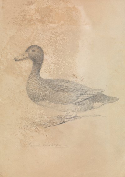 Anatra Ferruginosa da James Sowerby