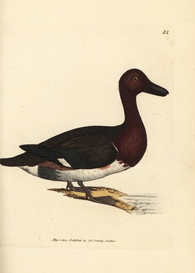 Moriglione ferruginoso, Aythya nyroca da James Sowerby