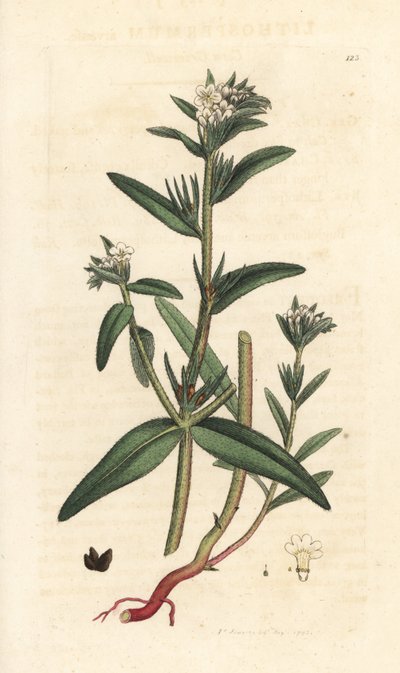 Buglossoides arvensis da James Sowerby