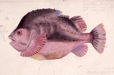 Pesce da James Sowerby