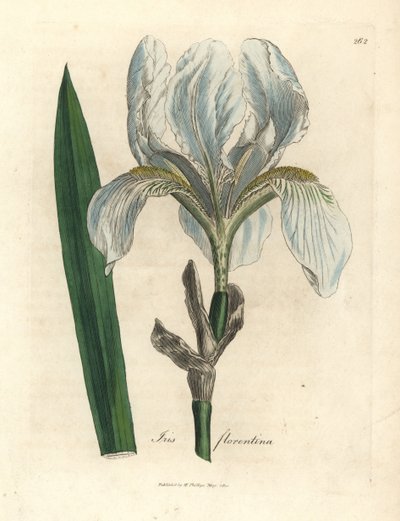 Iris fiorentino, Iris florentina da James Sowerby
