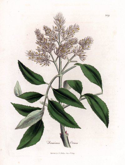 Frassino fiorito, Fraxinus ornus. Incisione a mano colorata da un
