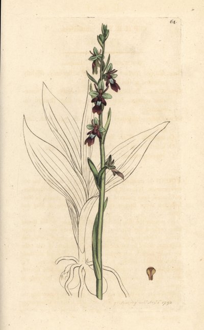 Ophrys insectifera da James Sowerby